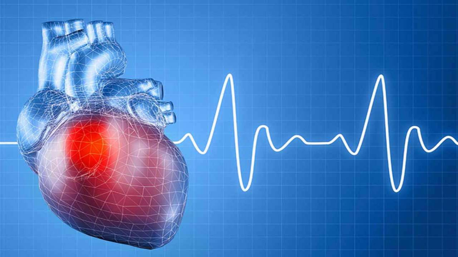 Vai trò của hệ tim mạch với sức khỏe